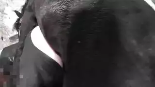 إكس إكس إكس حيواني: تزاوج خيلي مع أنثى متلهفة