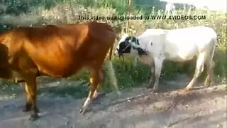 أوج حيواني: xxx مخلوقات المزرعة