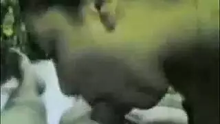 بنت عنده بلبل