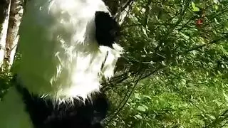 رفيق بدائي: تداعي جماعي على الطريقة الحيوانية الوحشية