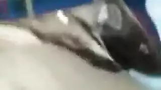 كوغار آسيوية تبتل في فعل إباحي علني